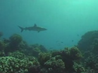 Rangiroa 1 - Diving & Landscapes