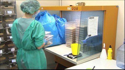 Desarrollan un tinte que consigue que ratones vivos se vuelvan temporalmente transparentes