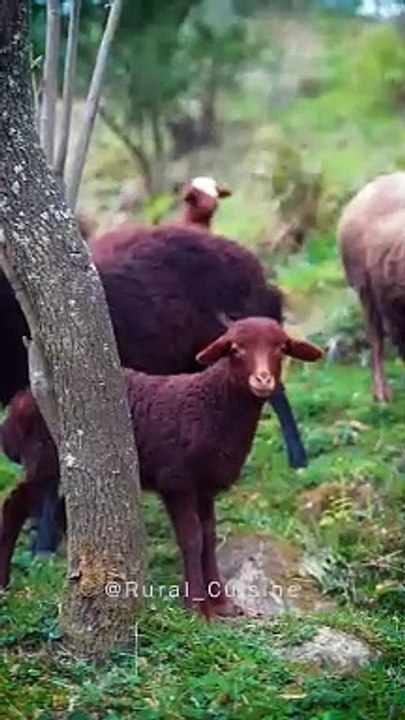 Mirzaghasemi @Rural Cuisine‬