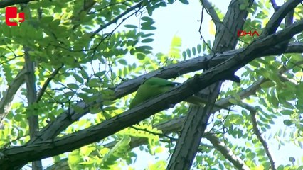 Bu kuşlara ve sürüngenlere zarar verene 100 bin liraya kadar ceza
