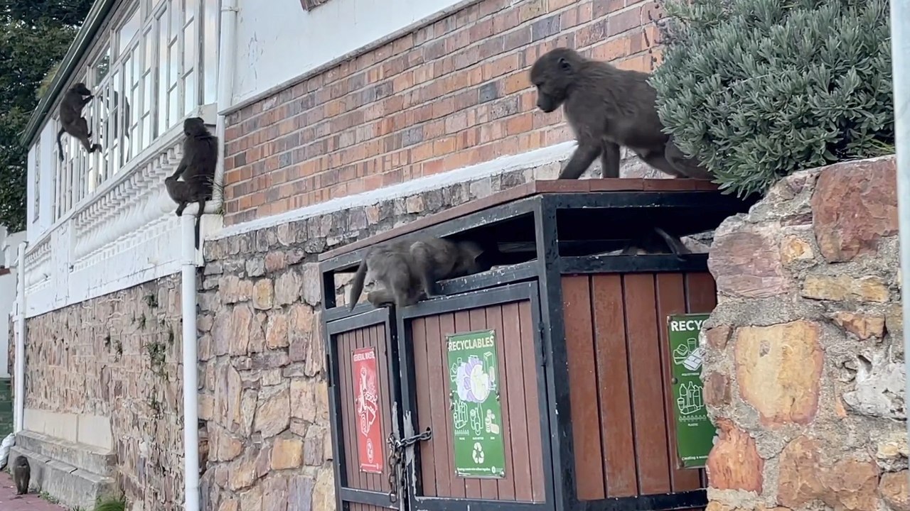 Baboons Turn South African Town Into Their Own Airbnb and Buffet