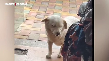 İnsanların onu sevmesi için sırıtmayı öğrenen sokak köpeğinin görüntüleri viral oldu