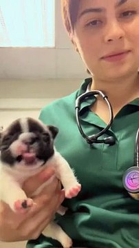 İlaç Alan Yavru Bir Köpeğin Tepkisi İzleyenleri Güldürdü