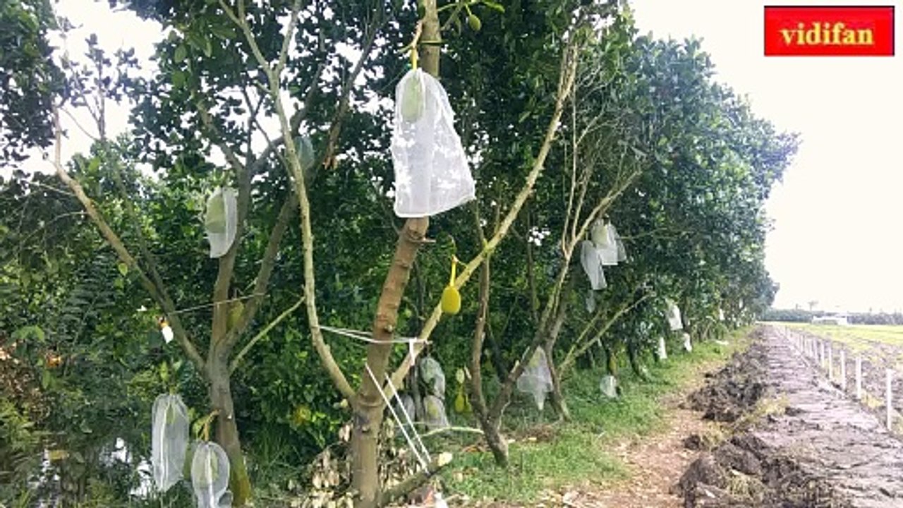 protect jackfruit