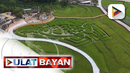Mga picture-perfect spot tulad ng higanteng maze, parke, at makulay na running area tampok sa ilang palayan sa Yunnan, China