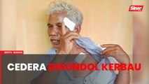 Warga emas cedera disondol kerbau betina