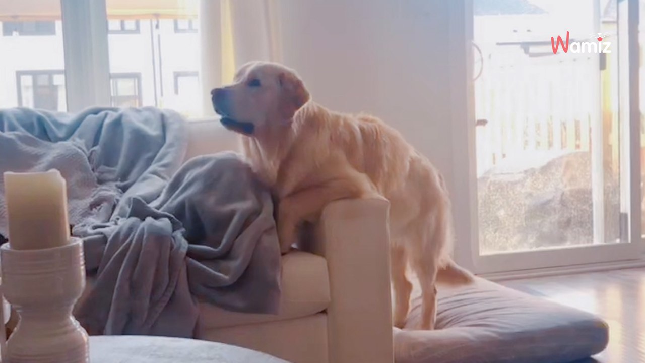 Golden Retriever's reaction to a Disney character will melt your heart (video)