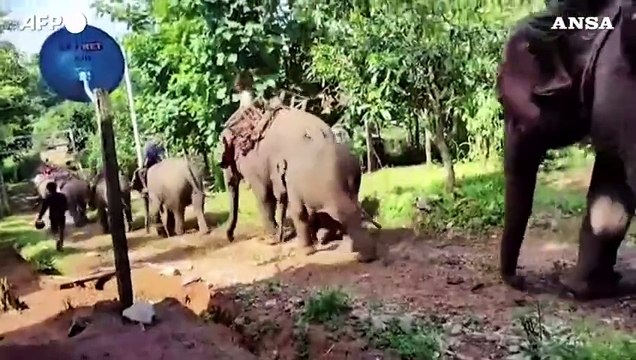 Birmania, la guerriglia anti-Giunta militare arruola 138 elefanti