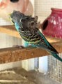 #trending #viral #usa #shortvideo #baby #parrot #parrotlover #parrottalking