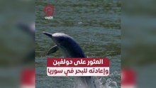 العثور على دولفين وإعادته للبحر في سوريا