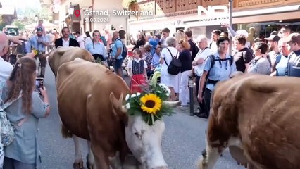 200 Kühe ziehen durch den Nobelort Gstaad