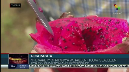 Nicaragua, introduction of new Pitahaya varieties strengthens agricultural sector
