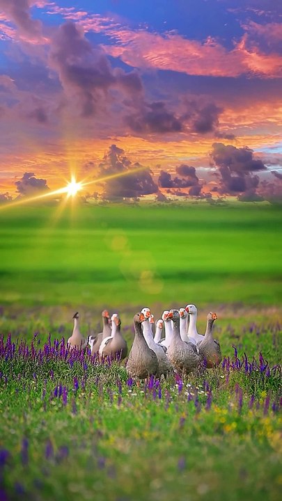 Nature _6