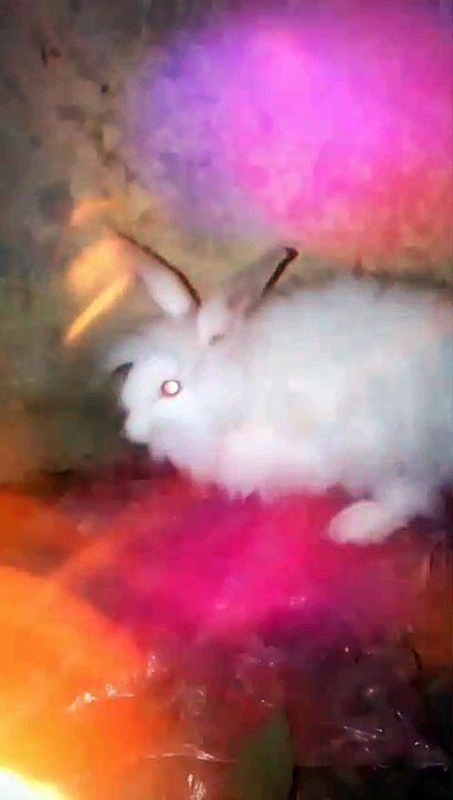 VID-20240906-WA0266