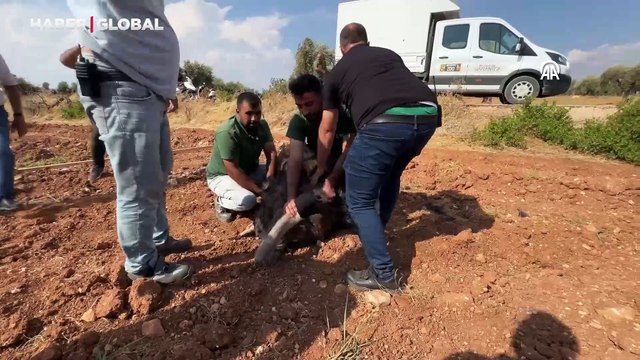 Kilis'te şoke eden anlar: Suriye'den gelen deve kuşunu yakalamaya çalıştıkları anlar sosyal medyayı salladı
