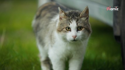 Son chat disparait en Norvège : six mois plus tard, un coup de fil inespéré lui donne de l’espoir
