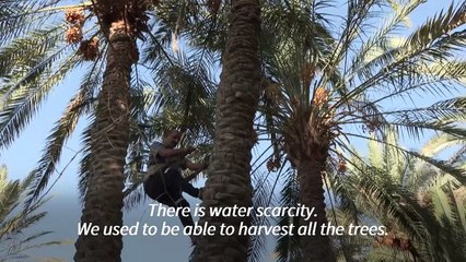 Iraqi date farmers fight drought to protect national treasure