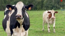 Bréhan | Coucou les Vaches Laitières | Bretagne Télé