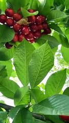 Kashmiri Cherry: Nature's Sweet Delight 🍒