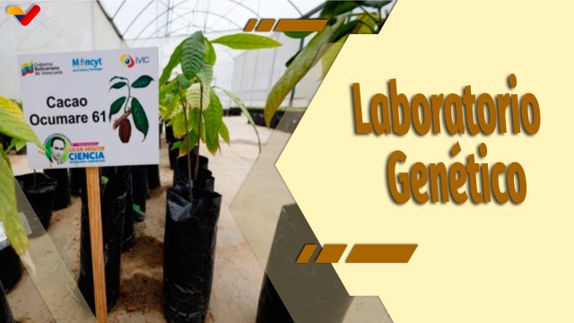 Café en la Mañana | Venezuela experimenta protección agroalimentaria con semillas hechas en el país