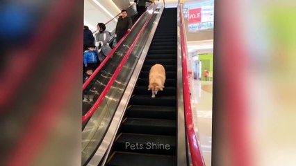 Try to stop laughing at such naughty animals