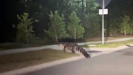 Video: “¡Solo paseaba!” La inusual aparición de un cocodrilo sorprende a residentes