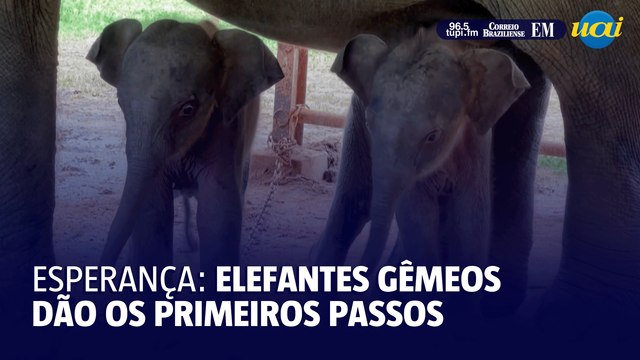Esperança: elefantes gêmeos dão os primeiros passos