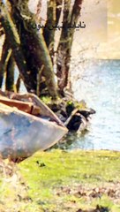 تیری یاد جوانی کھا گئی ہے