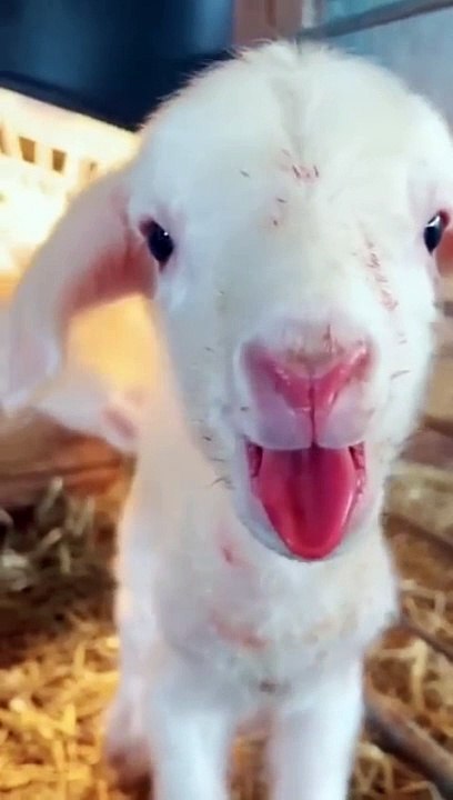Gote baby