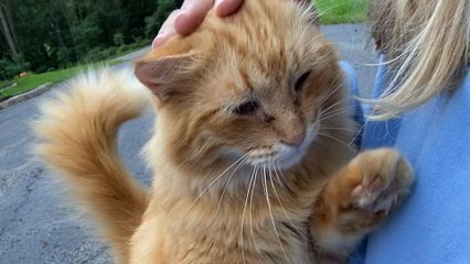 Couple Buys A Home That Comes With 16 Cats