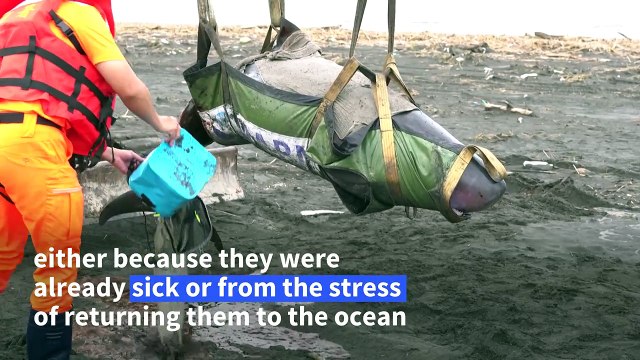 Volunteers train to help increasing number of stranded whales and dolphins in Taiwan