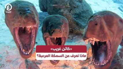 «كائن غريب» ماذا نعرف عن السمكة المرعبة؟