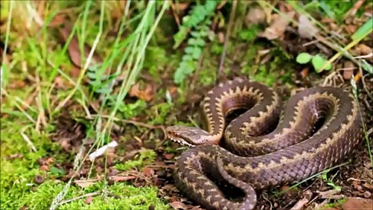 All about snakes for kids learn about snakes for children freeschool