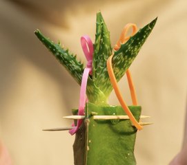 Idées de jardinage et de plantation bénéfiques 