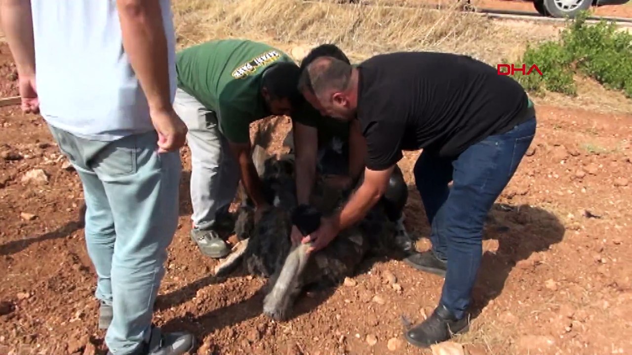 Suriye sınırını delen deve kuşu Kilis’te yakalandı