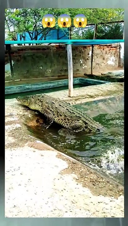 Crocodile