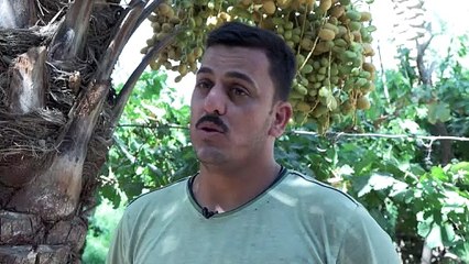 في العراق أشجار النخيل تقاوم الجفاف المتفاقم