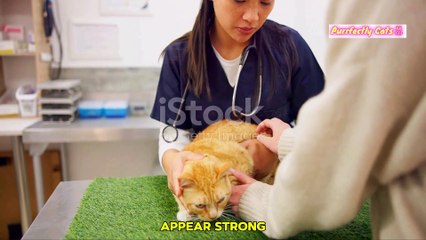Why Regular Vet Checkups Are Essential for Your Cat's Health  Top Tips for Cat Owners