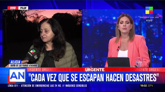 Unos perros cruza con pittbull ATACARON a otros perros vecinos: hirieron a uno y mataron al otro