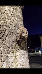 Seeing Faces in Everyday Objects - Part 110