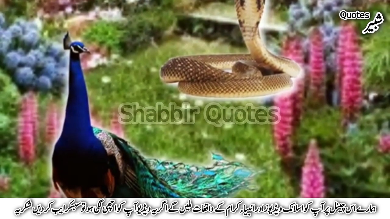 More or sanp ko jannat se q nikala | Islamic Stories