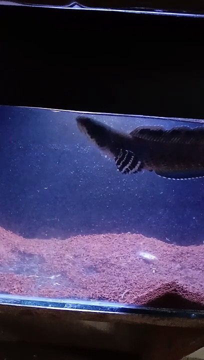 ikan channa