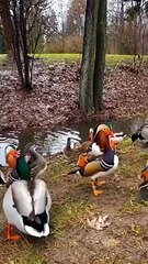 BEAUTIFUL COLORFUL BIRDS,,,