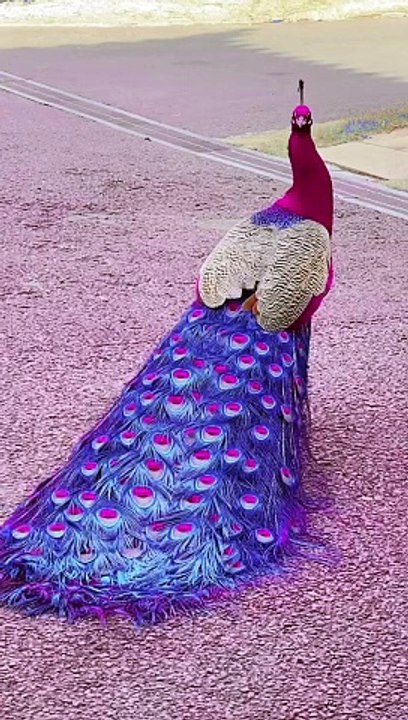 BEAUTIFUL PEACOCK,,,,,