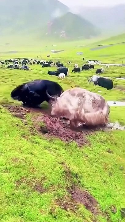 WILD BULL FIGHT,,,