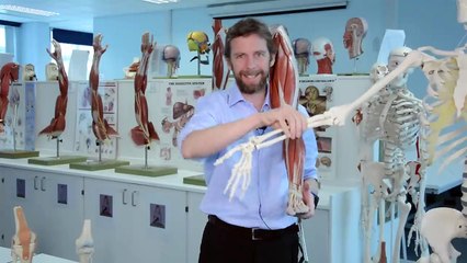 Knee bones and ligaments