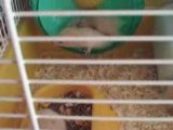 Bb hamsters dans la roue