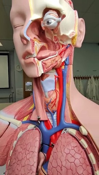 Major arteries and veins in the neck are protected by the sternocleidomastoid muscle.