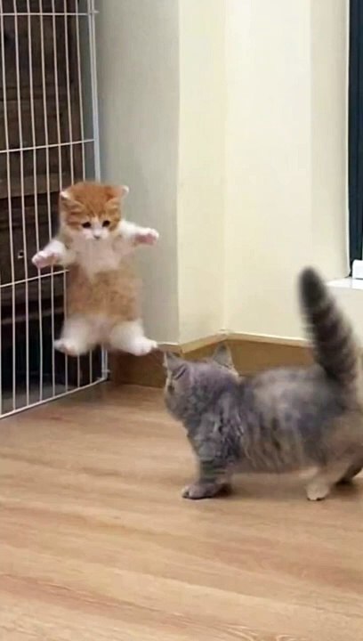 playing cats