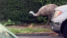 Emu à solta em McKeesport, Pensilvânia, EUA